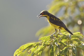 Yellow-bellied Dacnis (Dacnis flaviventer) perched on a branch in Ecuador, South America