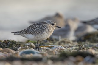 Grey Plover (Pluvialis squatarola), Schleswig-Holstein, Germany