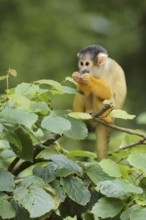 Black-capped squirrel monkey or black-capped squirrel monkey (Saimiri boliviensis), juvenile,