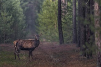 The shutter sound of my camera makes the red deer (Cervus elaphus) pause for a moment, shedding