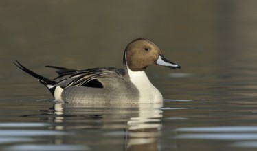 Northern Pintail (Anas acuta) male, British Columbia, Canada