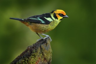 Flame-faced tanager, Tangara parzudakii, sitting on beautiful mossy branch. Bird from Mindo,