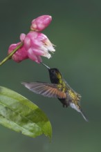 Black-bellied Hummingbird (Eupherusa nigriventris), Costa Rica