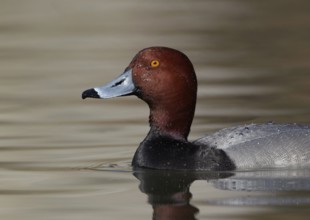 Redhead (Aythya americana) male, Ohio, USA