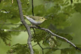 Wood Warbler (Phylloscopus sibilatrix), Saarland, Germany