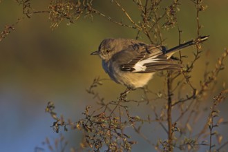 Northern Mockingbird (Mimus polyglottos), Florida, USA