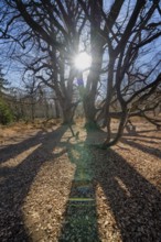 Dwarf Beech, Primeval forest Urwald Sababurg, Hofgeismar, Weser Uplands, Weserbergland, Hesse,