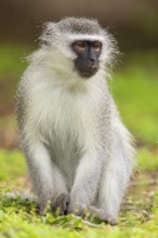 Vervet Monkey, (Chloroebus pygerythrus), vervet monkey, monkey, monkeys, primate, primates, family