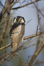 Northern Hawk-Owl (Surnia ulula), Saxony, Germany