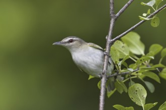 Red-eyed Vireo (Vireo olivaceus), Ontario, Canada