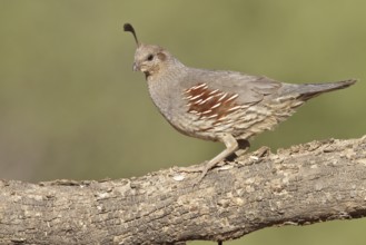 Gambel's Quail (Callipepla gambelii) perched on a branch in southern Arizona, USA