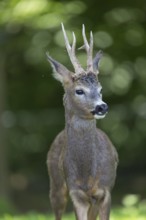 Portrait of a male Roe Deer, Roe buck (Capreolus capreolus). Some green vegetation in the distant