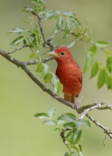 Summer Tanager (Piranga rubra) male perched on a branch, Texas, USA