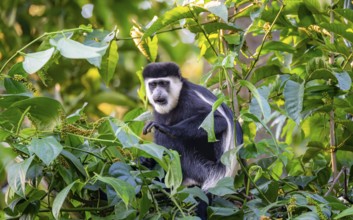 West African guereza or mantelaffe (Colobus guereza occidentalis) eating leaves, Bigodi, Western