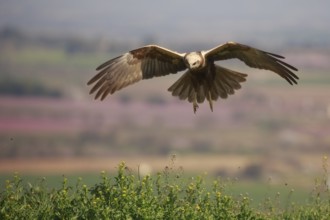Western Marsh Harrier (Circus aeruginosus) female flying, Spain