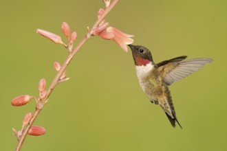 Ruby-throated Hummingbird (Archilochus colubris) male flying while feeding on flower nectar, Texas,