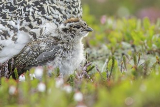 White-tailed Ptarmigan (Lagopus leucurus) in the alpine habitat of British Columbia, Canada