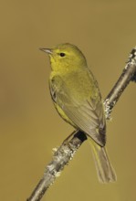 Orange-crowned Warbler (Leiothlypis celata), British Columbia, Canada