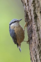 Eurasian nuthatch (Sitta europaea), Sittelle torchepot, Trepador Azul, Neustadt an der Weinstra?e