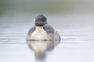 Hoary-headed Grebe (Poliocephalus poliocephalus), Victoria, Australia