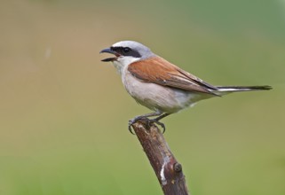Red-backed Shrike (Lanius collurio) male calling from branch, Aosta Valley, Italy