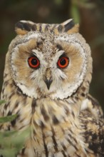 Long-eared owl (Asio otus), portrait, North Rhine-Westphalia, Germany