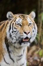 Siberian tiger or Amur tiger (Panthera tigris altaica) portrait, captive, habitat in Russia