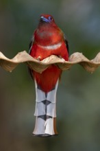 Red-headed Trogon (Harpactes erythrocephalus helenae) male, Yunnan, China