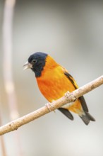 Colorful Songbird (Passeriformes) with orange and black colour sitting in a tree, captive