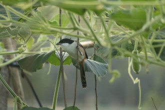 A long-tailed shrike or rufous-backed shrike (Lanius schach), Sreepur, Gazipur, Bangladesh