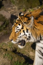 Portrait of a Siberian tiger (Panthera tigris tigris) in a forest, captive, incidence in Russia and