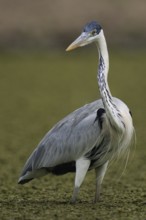 Cocoi Heron (Ardea cocoi), Pantanal, Brazil