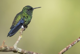 Steely-vented Hummingbird (Amazilia saucerrottei) perched on a branch in Colombia, South America