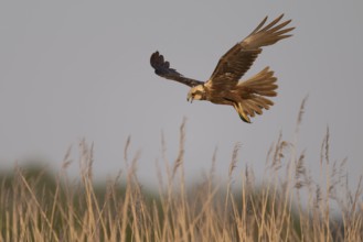 Marsh harrier (Circus aeruginosus), Texel, Netherlands