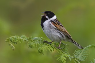 Common Reed Bunting (Emberiza schoeniclus) male singing, Greater London, United Kingdom