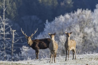 A herd of Japanese sika deer (Cervus nippon nippon) stands on a frost-covered meadow in hilly