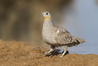 Crowned Sandgrouse (Pterocles coronatus) female, Negev, Israel