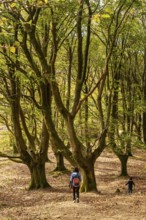 Mother and son in the beech forest on the Urdaburu mountain in Errenteria at sunset, Gipuzkoa.