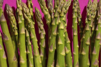 A bundle of fresh green asparagus spears stand out against a vibrant pink background, highlighting