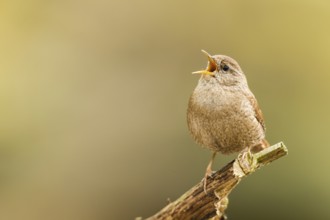 Eurasian Wren (Troglodytes troglodytes) singing, Bavaria, Germany