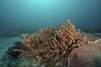 Large staghorn coral, small polyp stony coral (Acropora muricata) in clear blue water, spreading