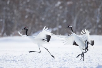 Red-crowned Crane (Grus japonensis), Hokkaido, Japan