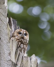 Tawny Owl (Strix aluco), North Rhine-Westphalia, Germany
