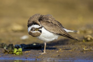 Little Ringed Plover (Charadrius dubius) preening, North Rhine-Westphalia, Germany