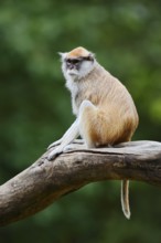 Western hussar monkey (Erythrocebus patas patas), captive, occurring in Africa