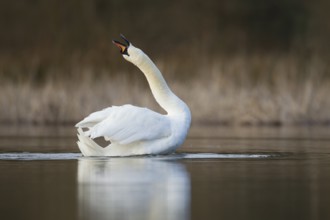 Mute swan (Cygnus olor) adult bird stretching it's neck on a lake, Norfolk, England, United Kingdom