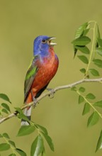 Painted Bunting (Passerina ciris) male singing, Texas, USA