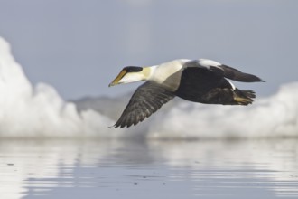 Common Eider (Somateria mollissima) male flying, Manitoba, Canada