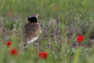 Little bustard (Tetrax tetrax), male, courtship display, poppy, Catalonia, Spain