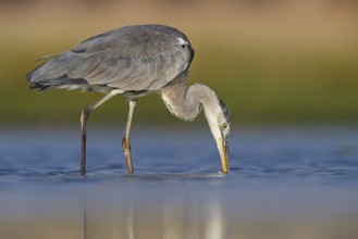 Great Egret, Heron, foraging, (Ardea cinerea) Salalah, Raysut, Dhofar, Oman
